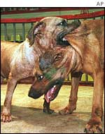 Tosa fighting dogs