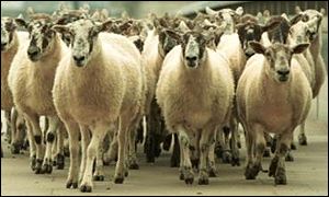 Sheep
