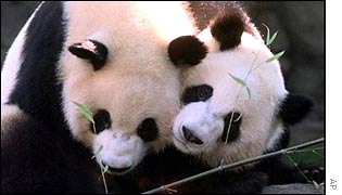 Two pandas, AP