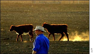 A farmer looks out over drought-ravaged farmland