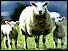 Sheep and lambs