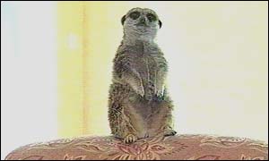 Meerkat