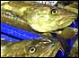 Hostilities between Britain and Iceland increase in cod war