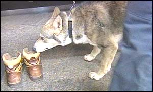 Sniffer dog
