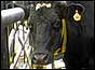 A BSE infected cow