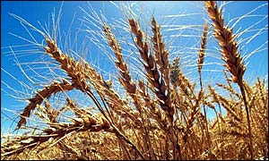 Wheat