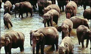 Indian elephants