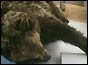 Hercules the bear