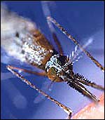 Mosquito, Nature