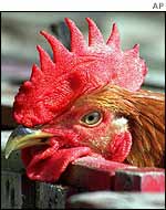Chicken