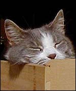 Frank the Cat