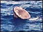 Skylab capsule after splashdown in Pacific Ocean