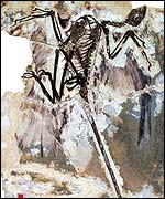 Fossil (Xu Xing)