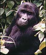 Gorilla 