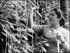 Harvesting the spaghetti