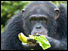 Chimpanzee