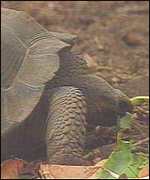 Tortoise, BBC