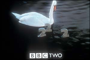 Swan and cygnets
