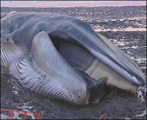 Fin whale 
