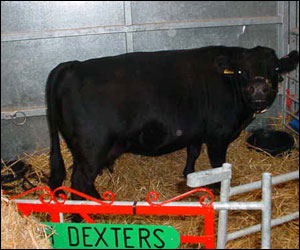 Cow with calf