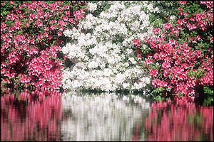 Azaleas at the 16th