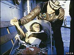 Ham the chimpanzee