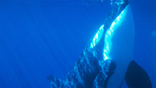 Killer whale