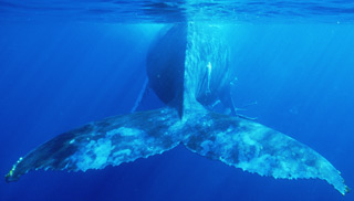 Whale