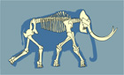 Skeleton jigsaws