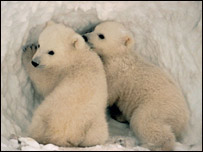 Polar bears