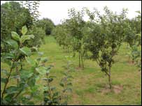 Orchard
