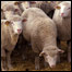 20071111111135aep-cv-livestock-152c.jpg