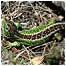 Sand Lizard