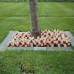 Poppy Crosses placed beneath ‘The Peace Tree’ outside St Nicholas Church, Whitehaven, Cumbria. Some of the so-called ‘D-Day Dodgers’ are buried beneath crosses in ‘Sunny Italy’ that bear no name. Likewise, some of the poppy crosses in the photograph bear no name.
