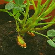 Arachis