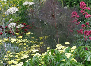 The Daily Telegraph Garden