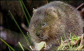 water vole