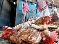 Các nhân viên đang cân gà tại Indonesia 