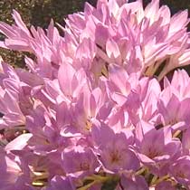 Colchicum autumnale