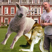 Photomontage: A sheep / kangaroo mixture