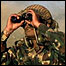 آرمی جوان