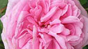 Rosa 'Gertrude Jekyll'