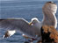 Seagull