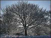 snowy tree