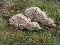 Stonecurlew on Salisbury Plain