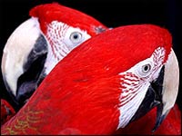 Pair of red parrots