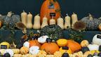 Pumpkin family display