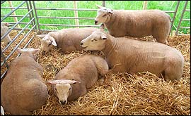 Sheep at New Forest Show 2004