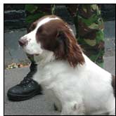Buster, a Springer Spaniel