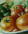 Genetically Modified tomatoes